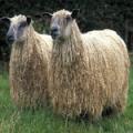 Одеяла (овечья шерсть) - Интернет-магазин SilkLife
